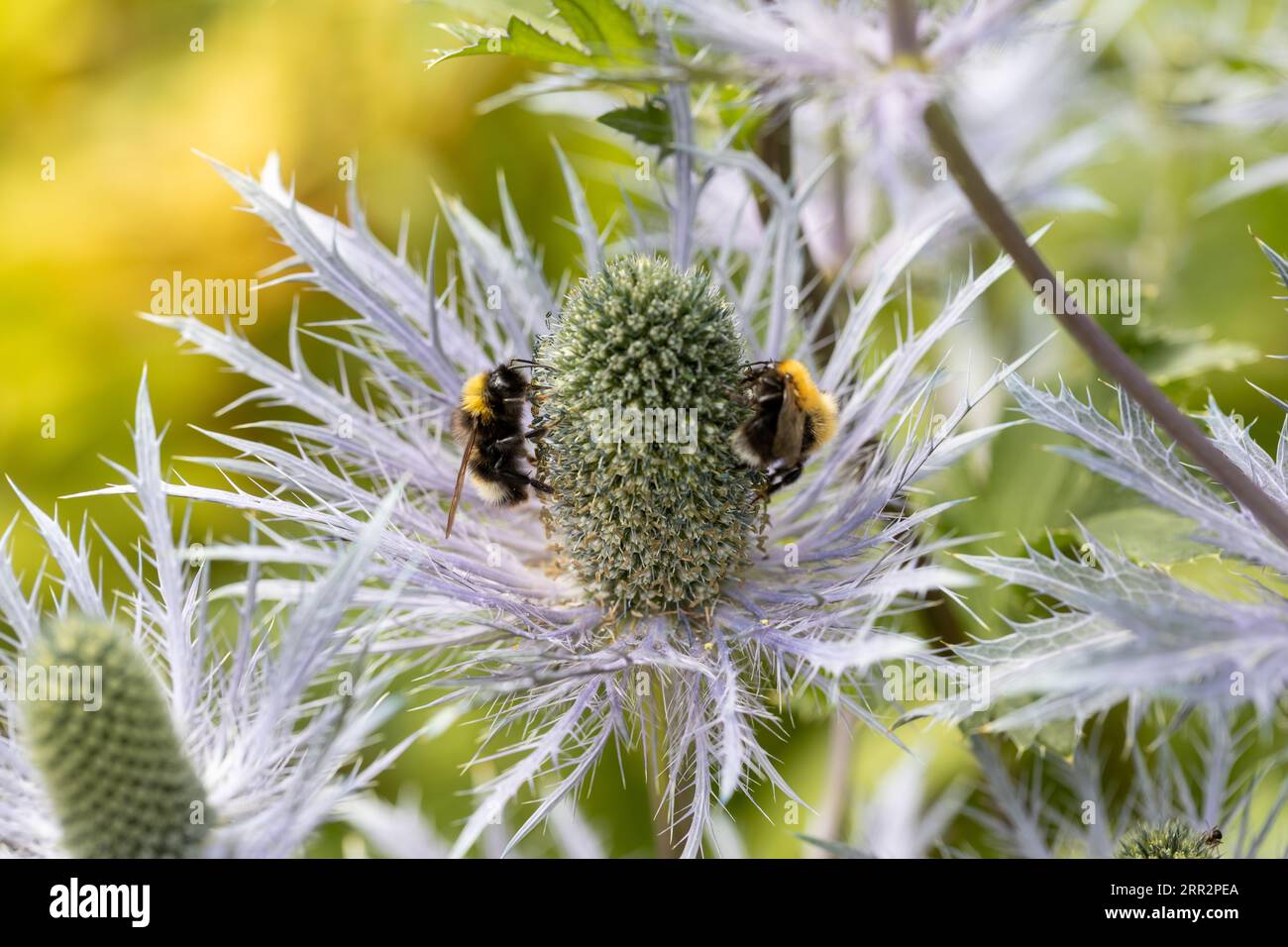 Eryngium alpinum 'Blue Jackpot' also known as Blue Sea Holly Stock Photo Alamy