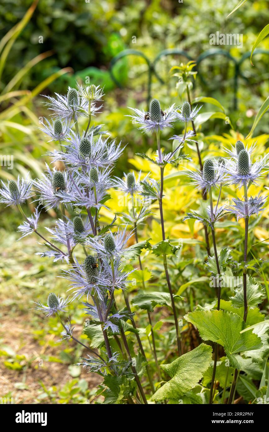 Eryngium blue star hires stock photography and images Alamy