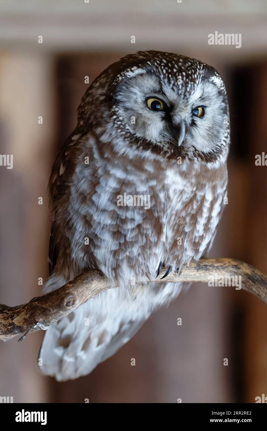 Tengmalm's owl (Aegolius funereus), portrait, Germany, Bavarian Forest National Park Stock Photo