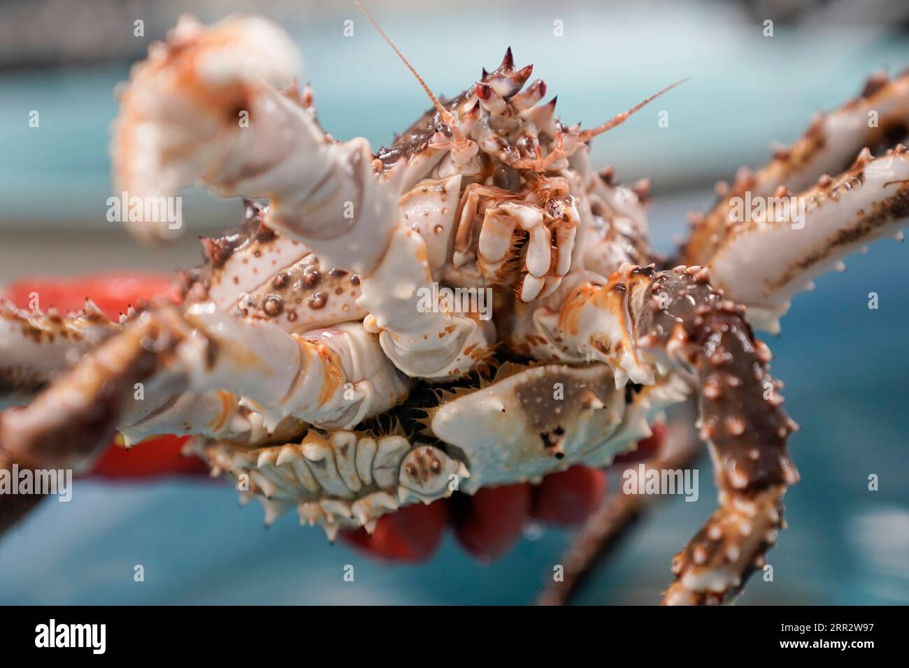 Erin Fedewa, a research fisheries biologist, holds an adult red king crab, Thursday, June 22