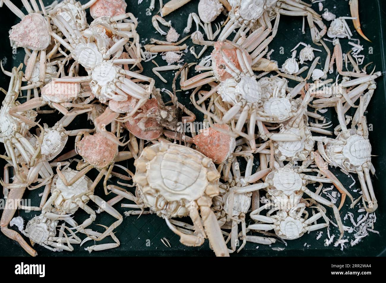 Molts and shells from snow crab sit on a table, Thursday, June 22, 2023, at the Alaska Fisheries