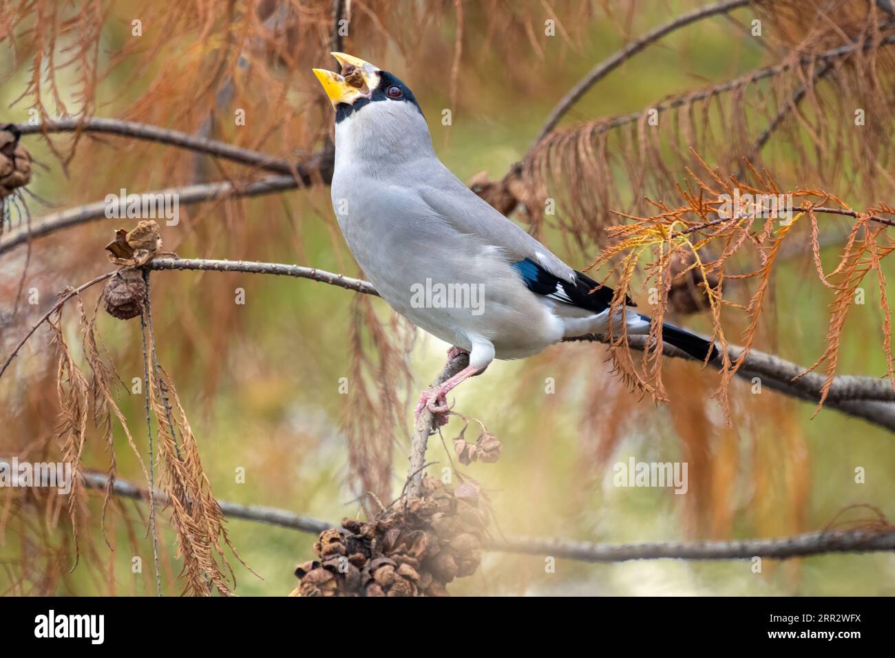 Beautiful Chinese Grosbeak sitting on branch and eating food on a sunny