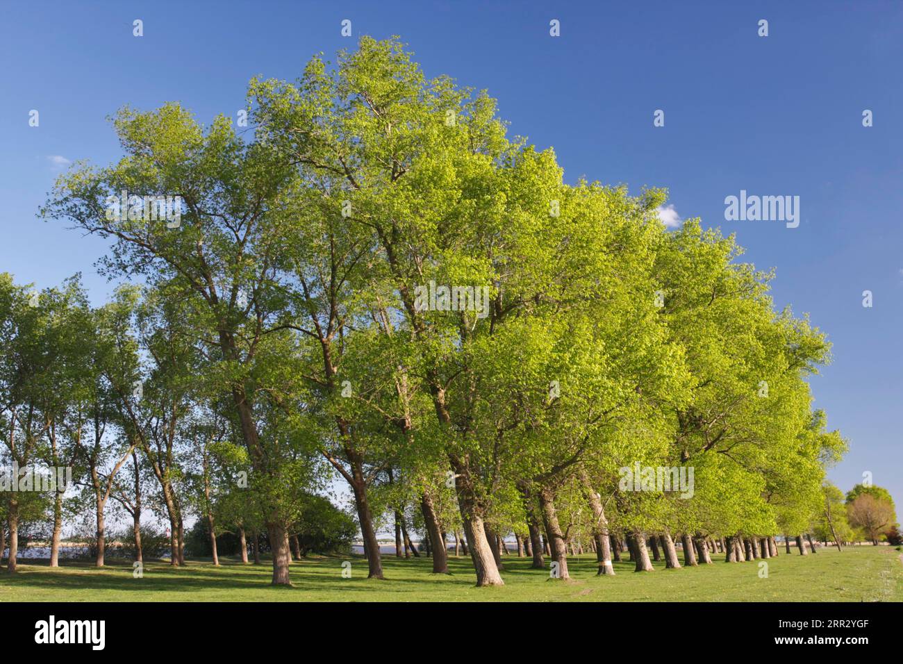 Gallery forest in spring on the Lower Weser island of Strohauser Plate, Strohauser Plate, Wesermarsch district, Lower Saxony, Germany Stock Photo
