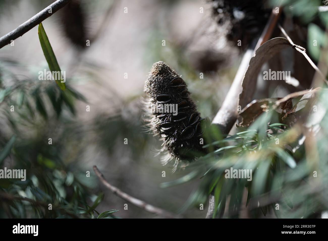 open banksia seed pod in the australian bush in summer Stock Photo