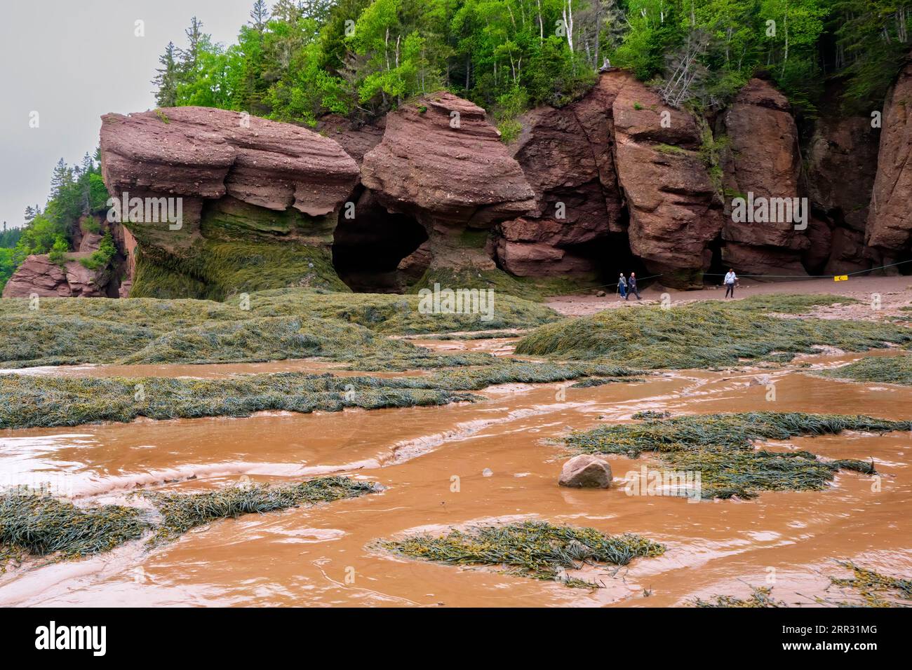 Visitors appear tiny next to the giant formations at Hopewell Rocks Provincial Park during low tides on the Bay of Fundy. Stock Photo