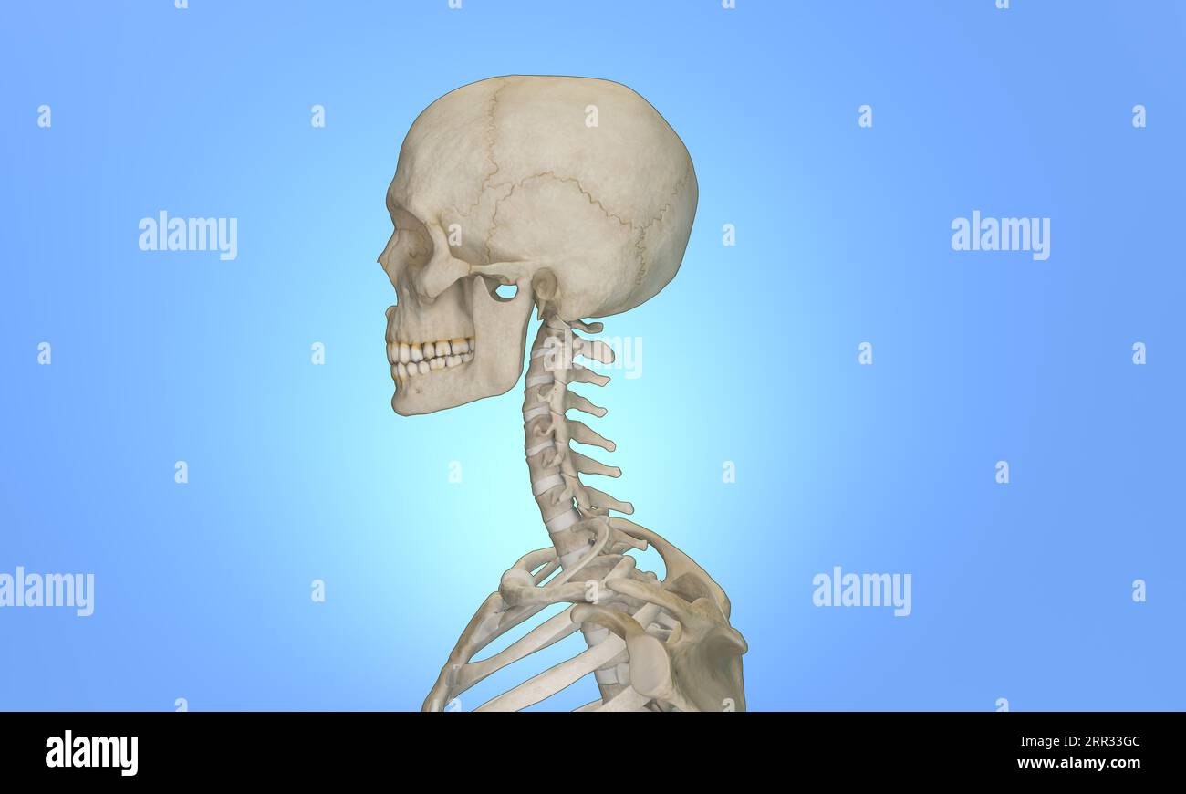 Side view of cervical section of spine Stock Photo