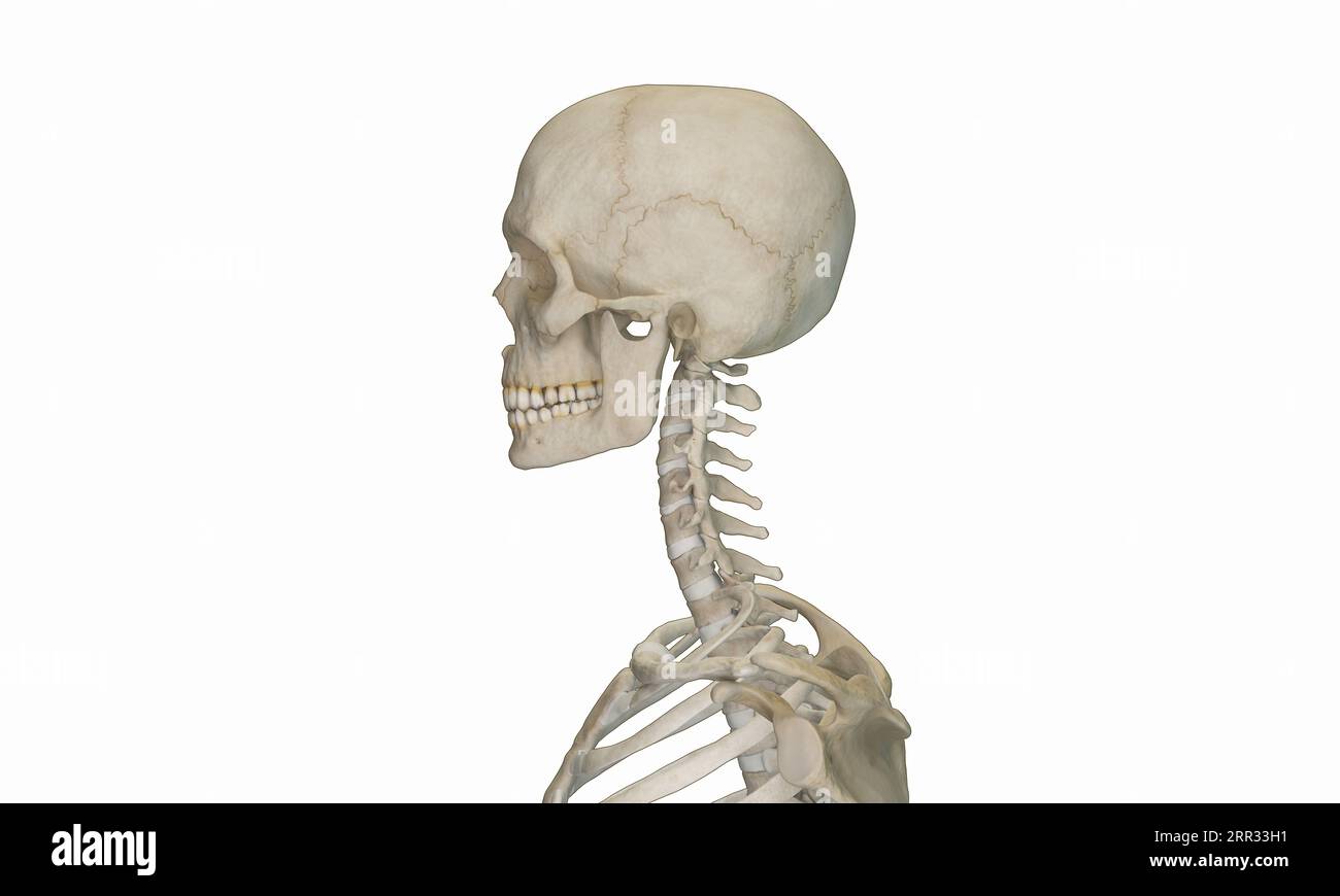 Side view of cervical section of spine Stock Photo - Alamy