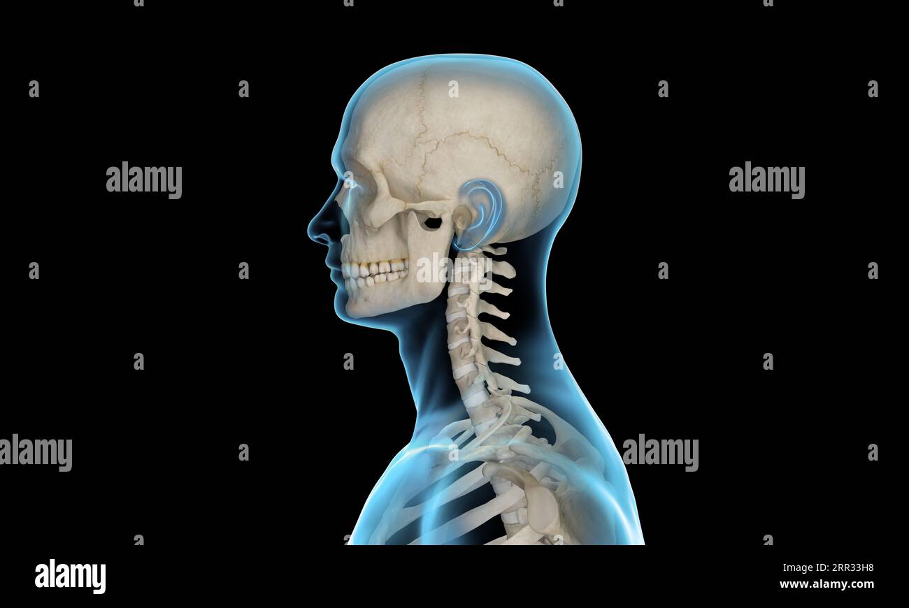 Side view of cervical section of spine x-ray render on black background ...