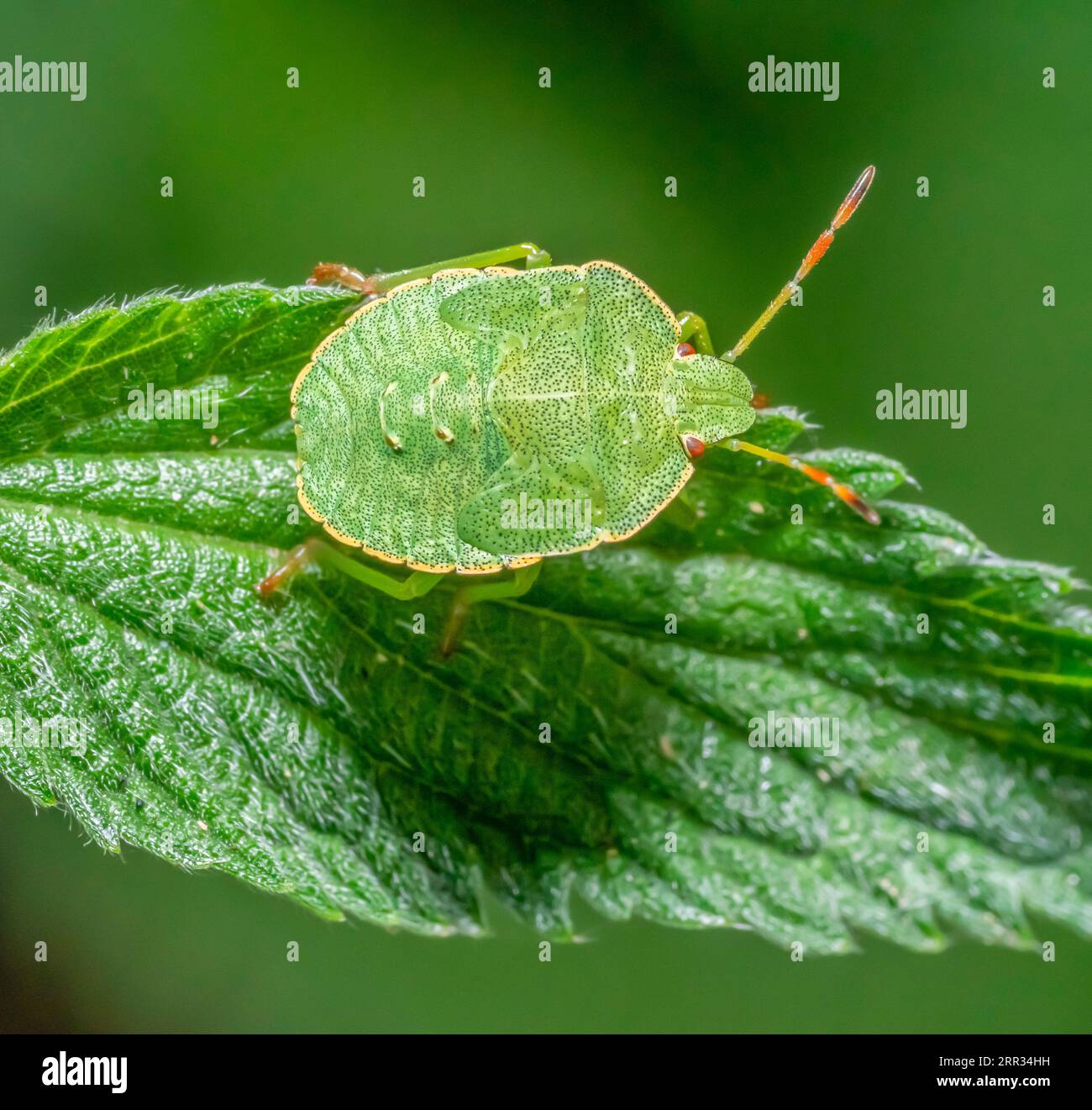 Macro shot showing the nymph of a Green shield bug resting on a nettle leaf Stock Photo