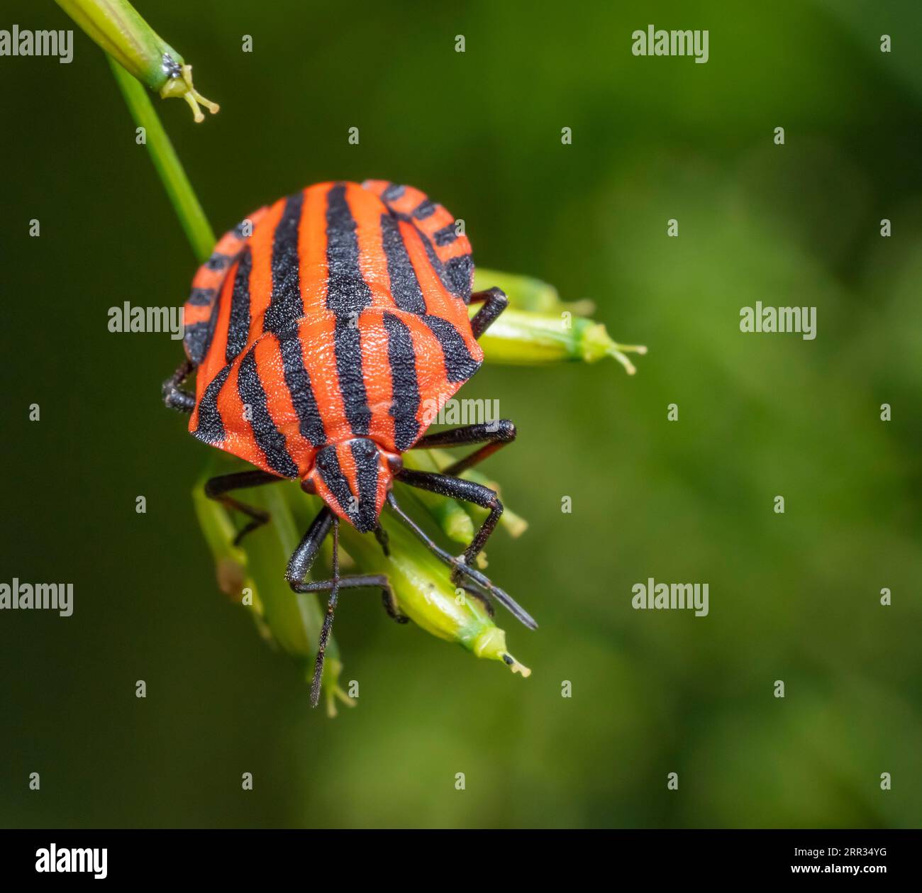 Frontal closeup shot of a Italian striped bug in natural green ambiance Stock Photo
