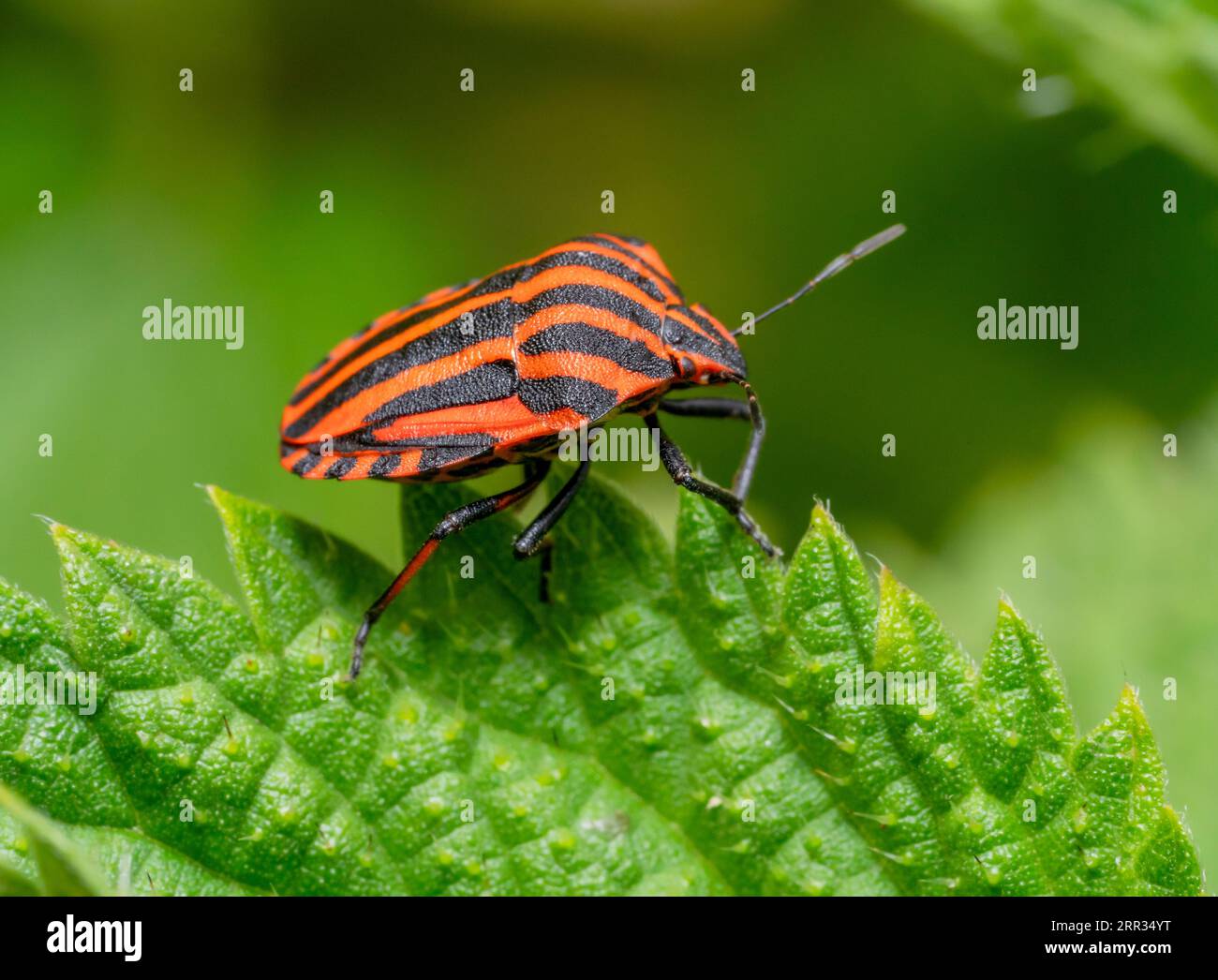 Sideways closeup shot of a Italian striped bug at the edge of a nettle leaf Stock Photo