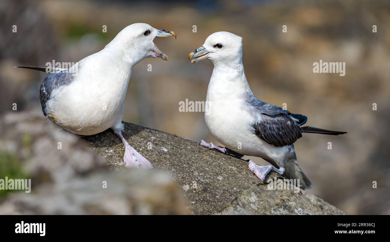 A pair of fulmars (Fulmarus glacialis) sitting on a ledge communicating by billing with their beaks, Scotland, UK Stock Photo