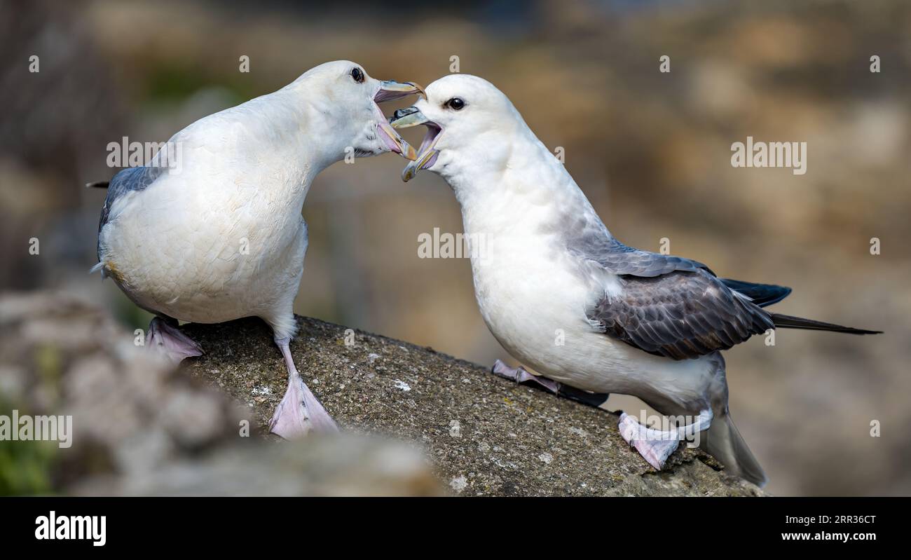 A pair of fulmars (Fulmarus glacialis) sitting on a ledge communicating by billing with their beaks, Scotland, UK Stock Photo