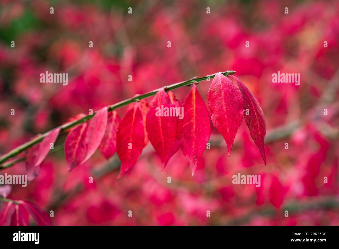 Euonymus alatus, known variously as winged spindle, winged euonymus, or burning bush, is a species of flowering plant in the family Celastraceae, nati Stock Photo