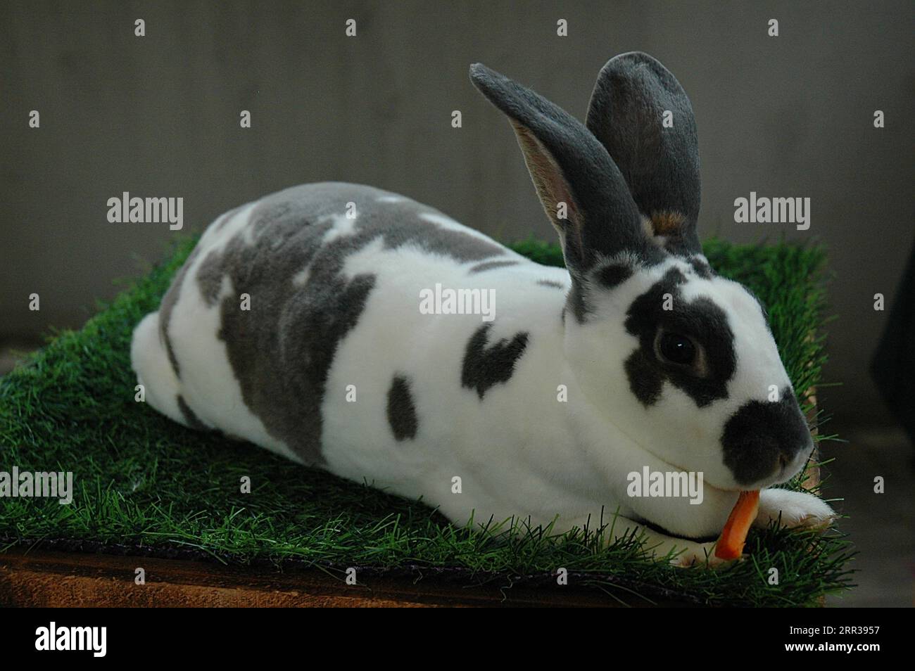 An adorable, fluffy domestic rabbit hopping with relaxation. Cute and furry companion. Stock Photo