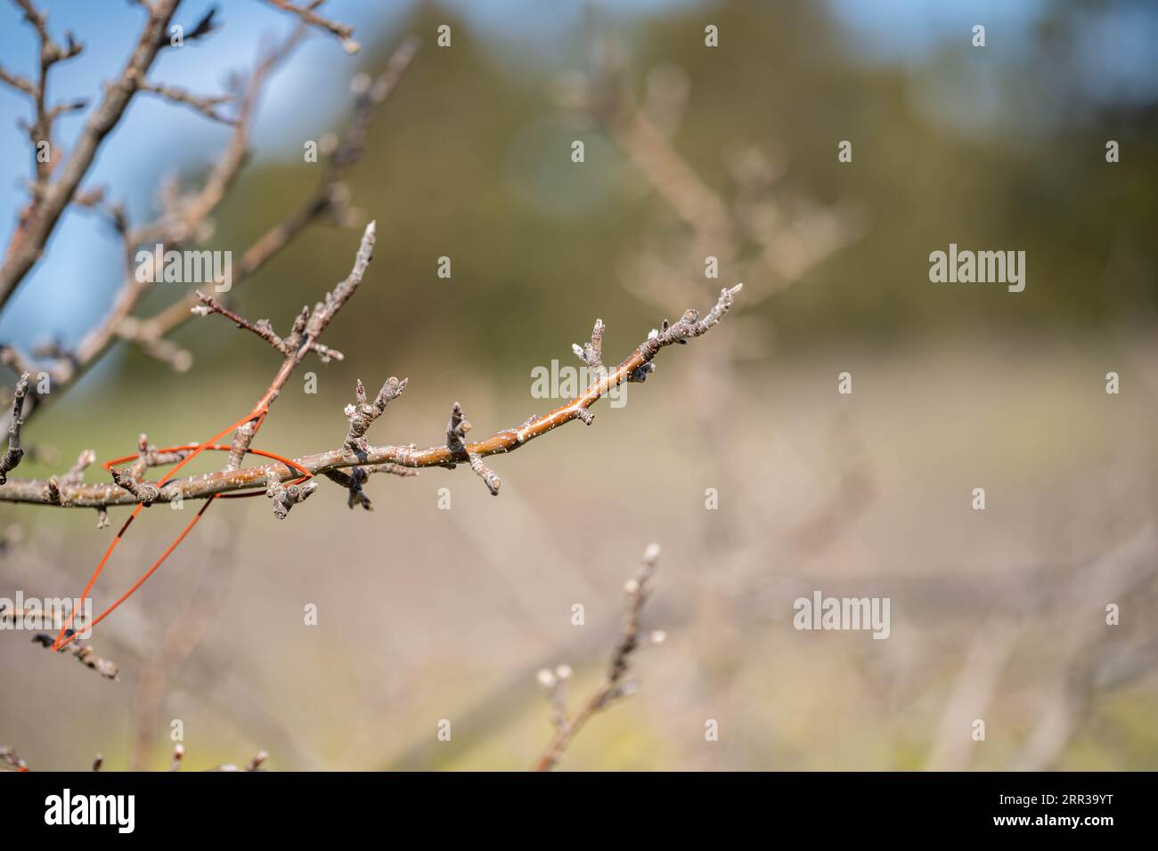rows of dormant apple trees in an orchard on a farm Stock Photo
