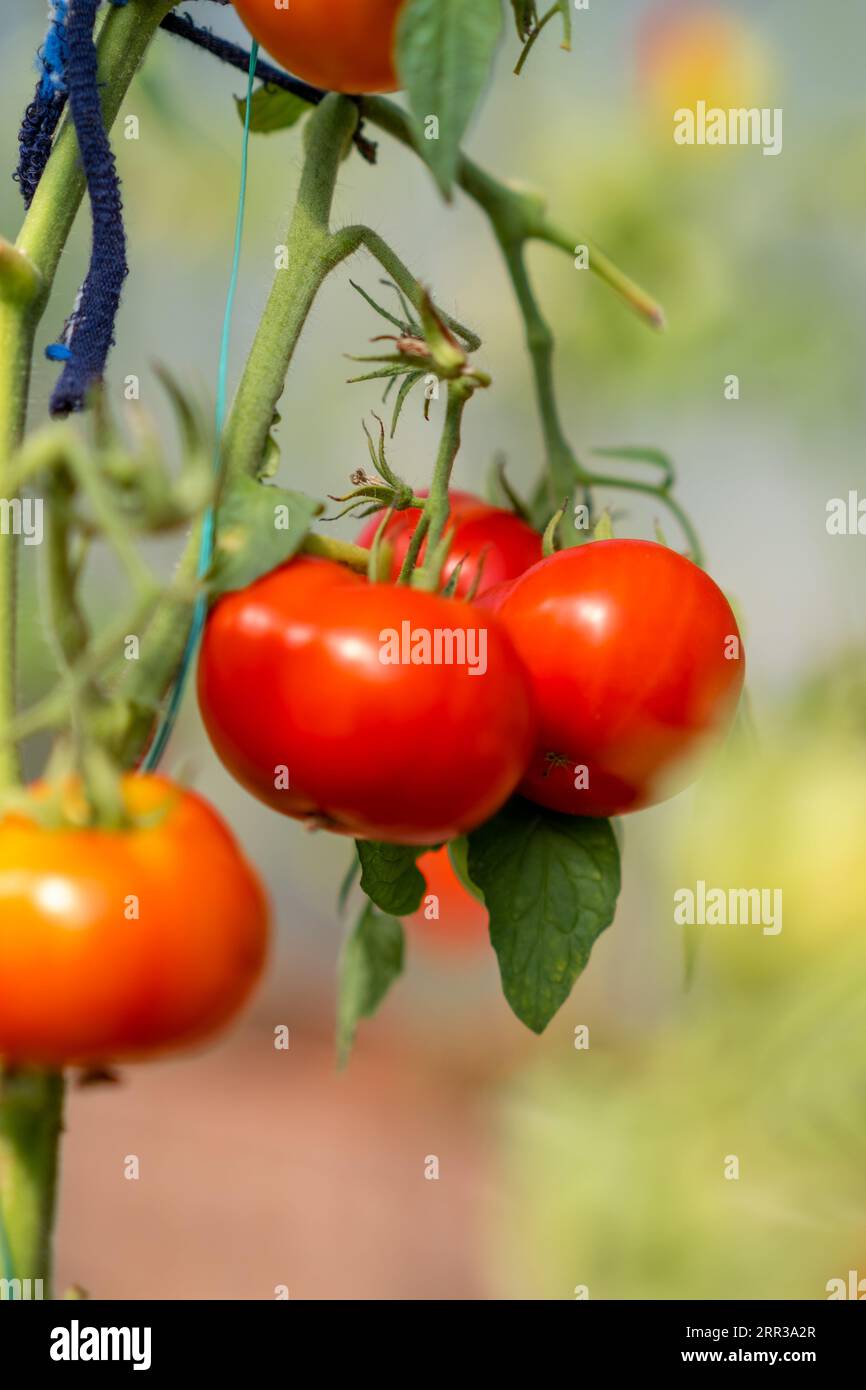 Red, ripe and green large tomatoes on a bush in a greenhouse Stock ...