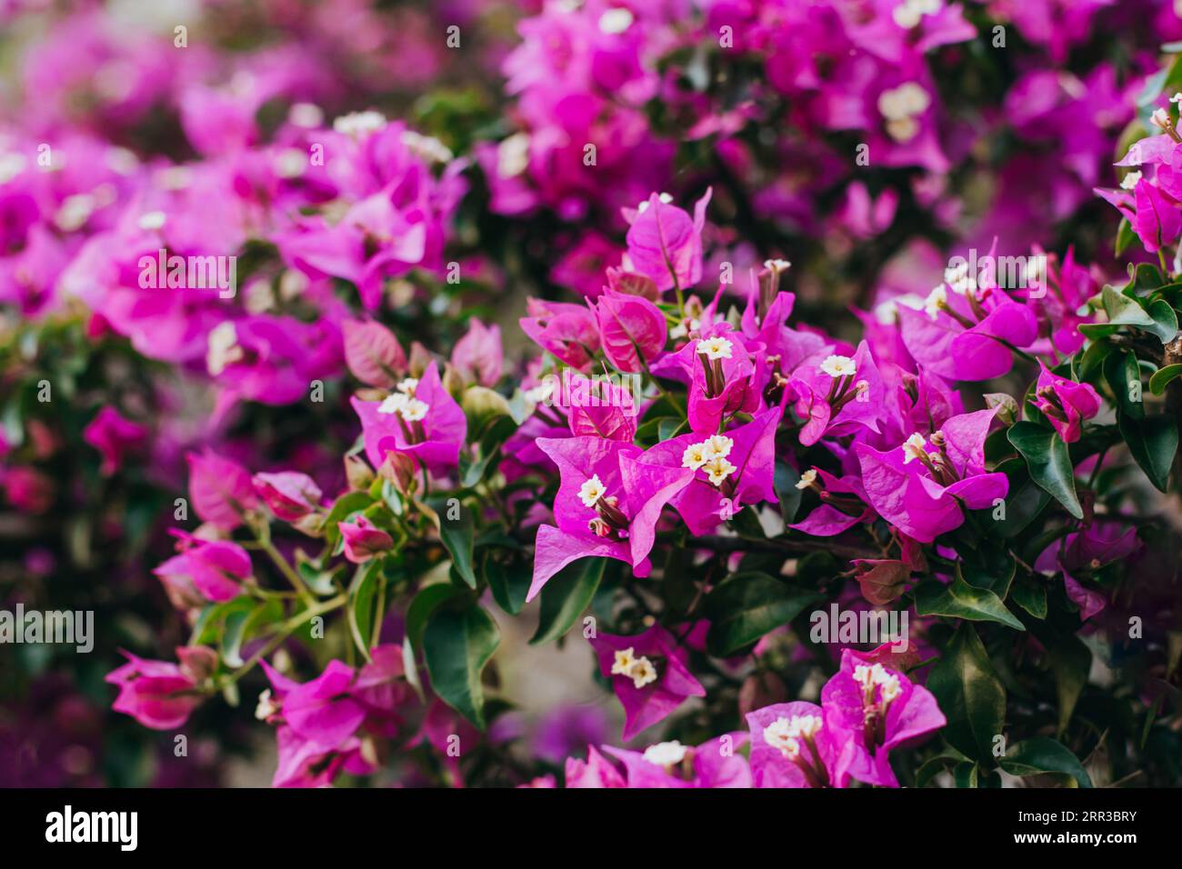 Beautiful violet bougainvillea flowers on a summer street. Selective focus. Stock Photo
