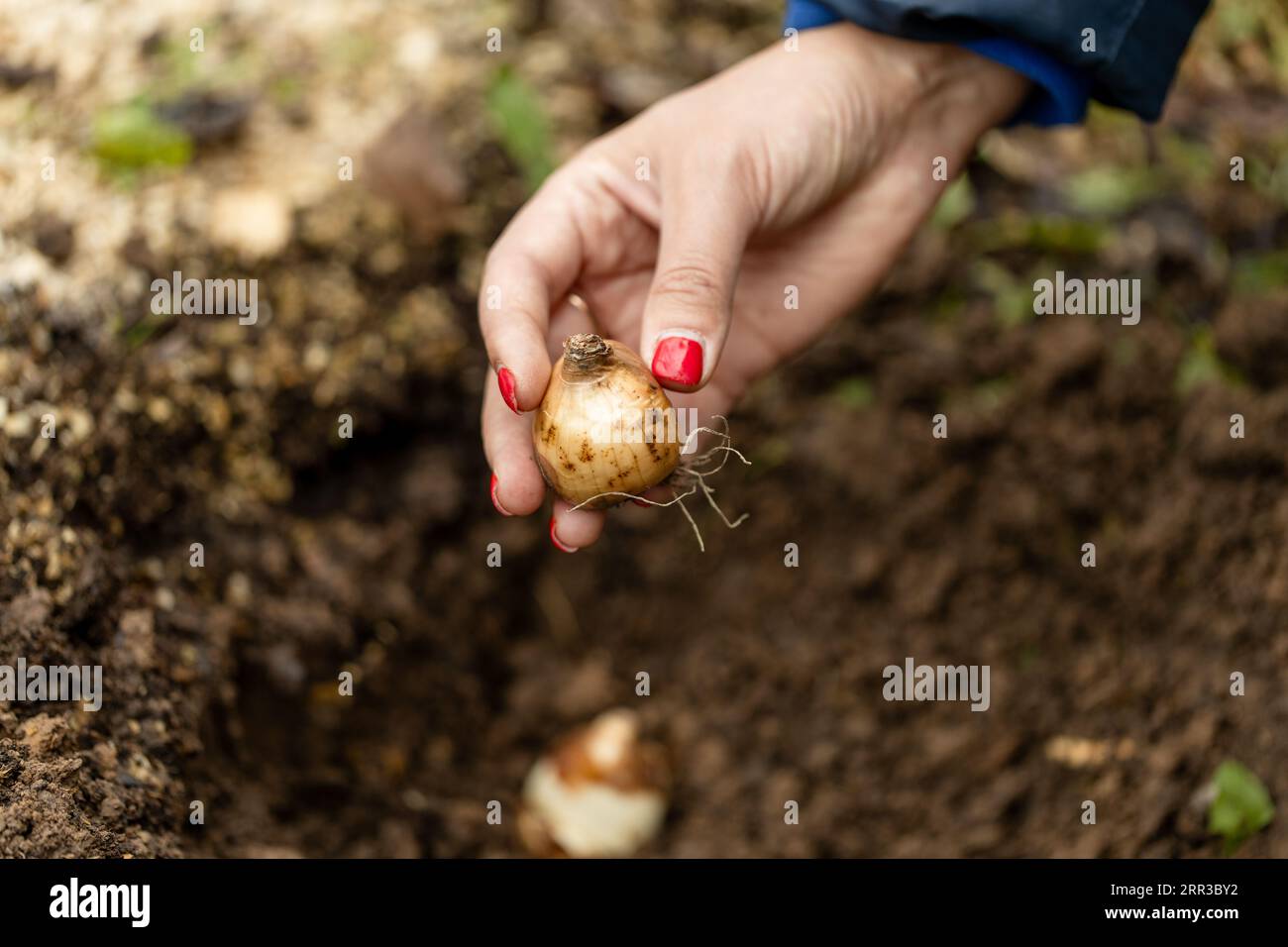 hand holding daffodil bulbs before planting in the ground Stock Photo