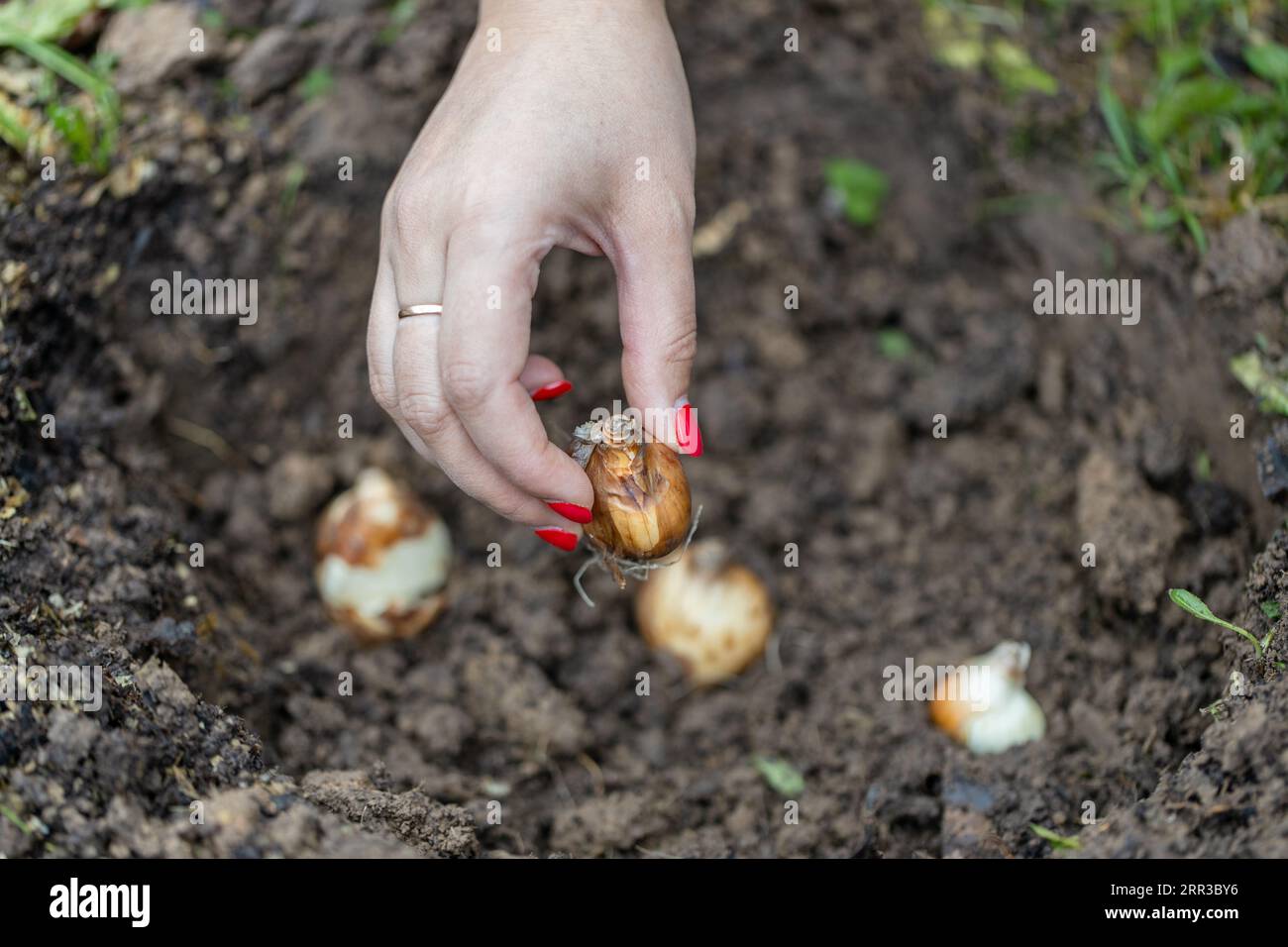 hand holding daffodil bulbs before planting in the ground Stock Photo