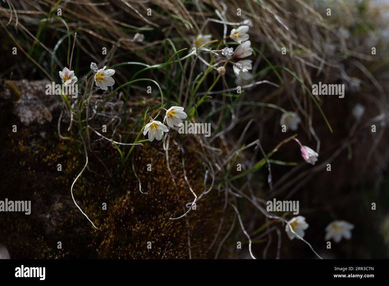 Snowdon Lily (Lloydia aka gagea serotina) Switzerland CH June 2013 Stock Photo