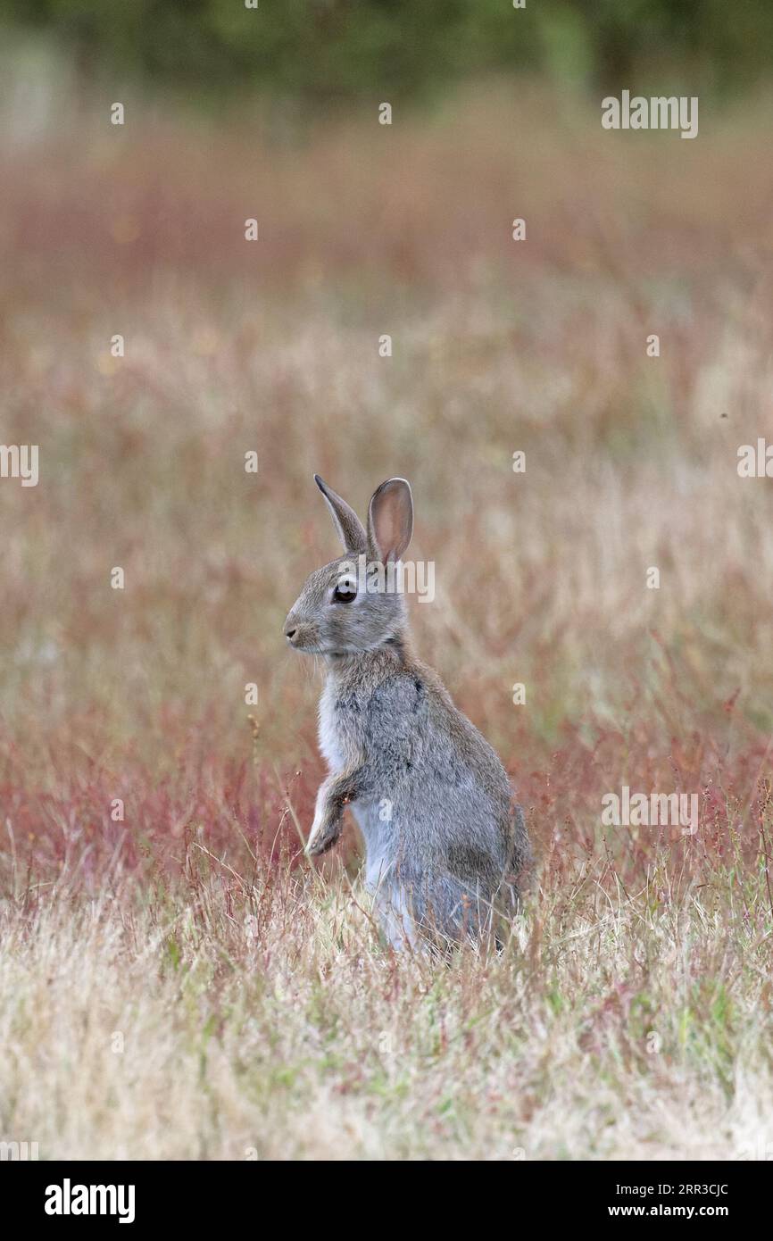 Rabbit july hi-res stock photography and images - Alamy