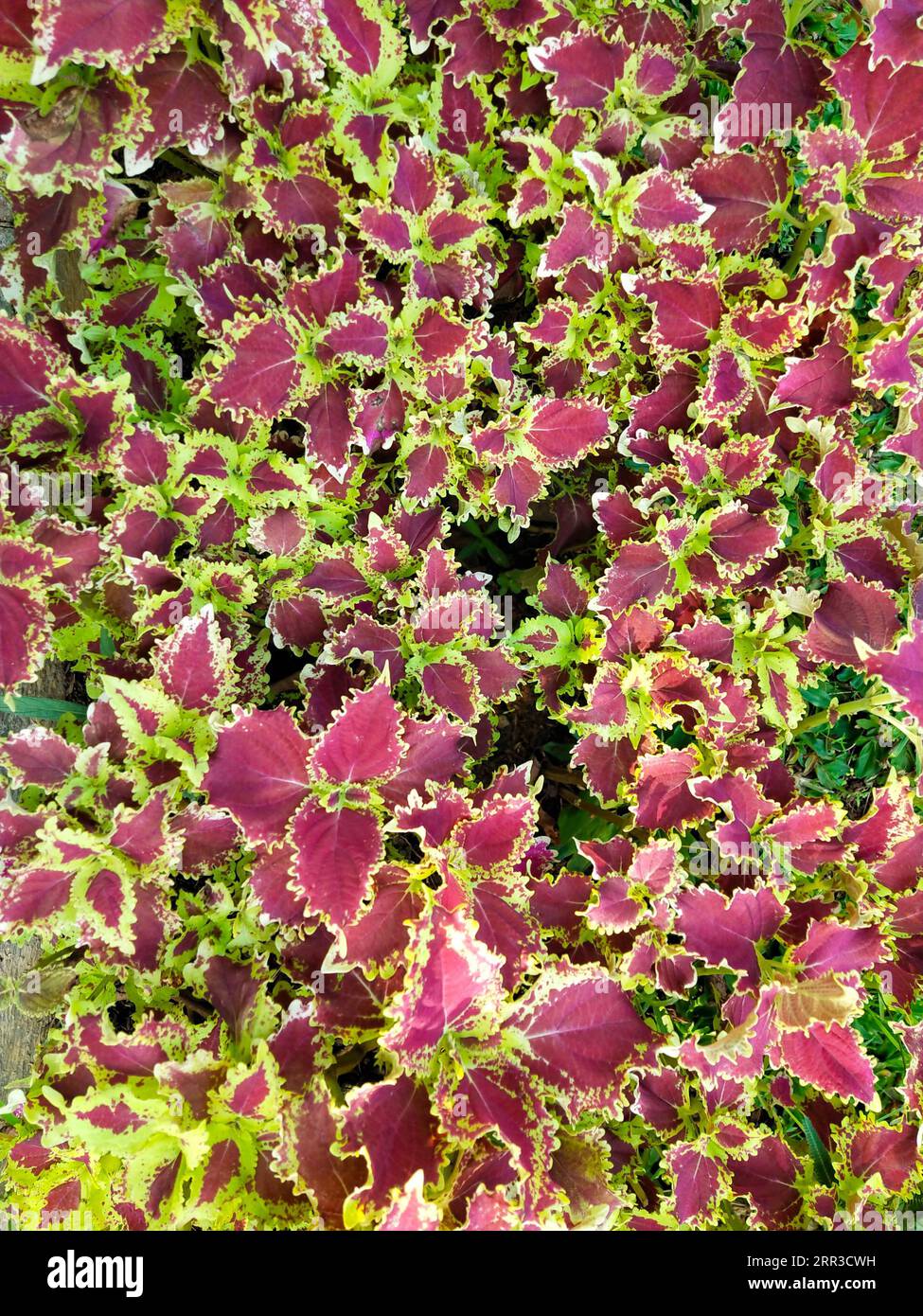 Coloful leaf Background texture from Nature Stock Photo