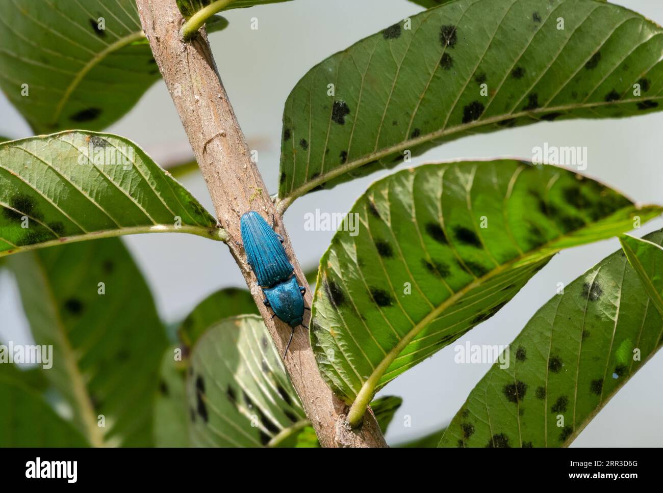 Iridescent blue beetle glittering in the sunlight, crawling on a branch with leaves Stock Photo