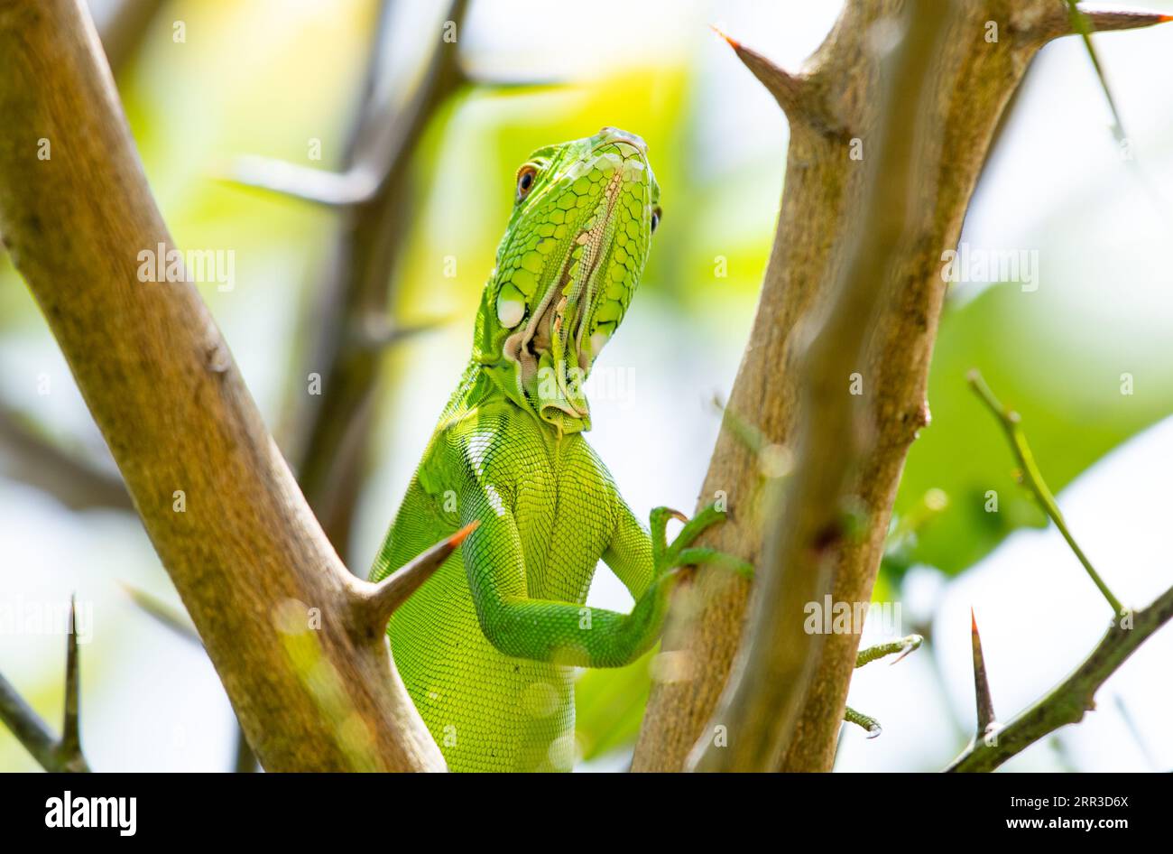 Closeup of scales and head of a baby Green Iguana crawling on a branch in a citrus tree Stock Photo