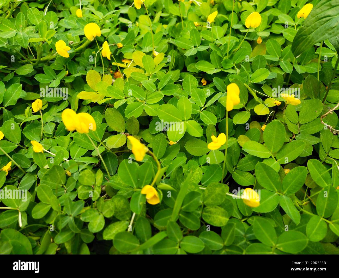 Group of Beans Tree and flower Stock Photo