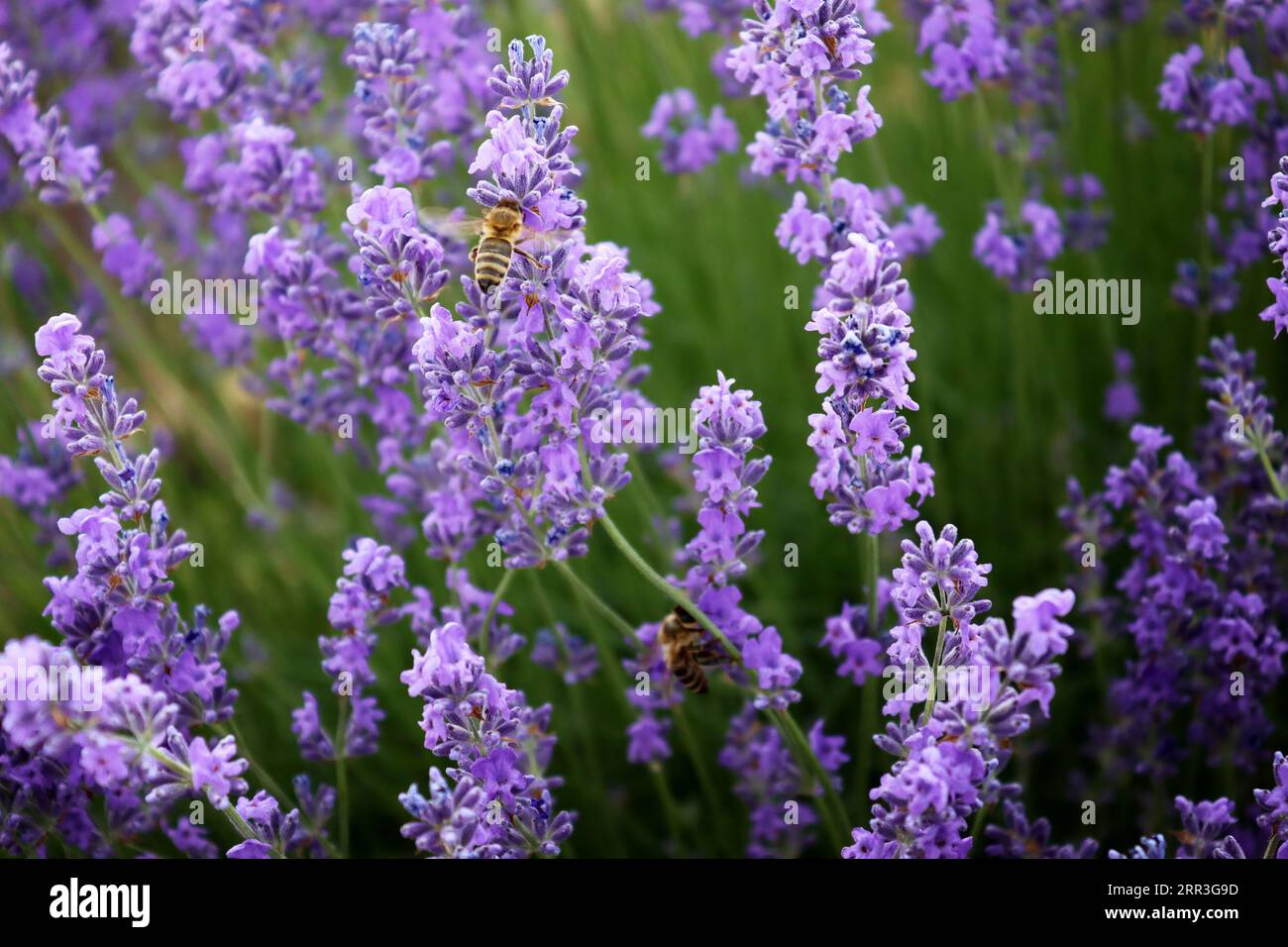 Bee on the lavender flower. Beautiful lavender field, Moldova Stock Photo