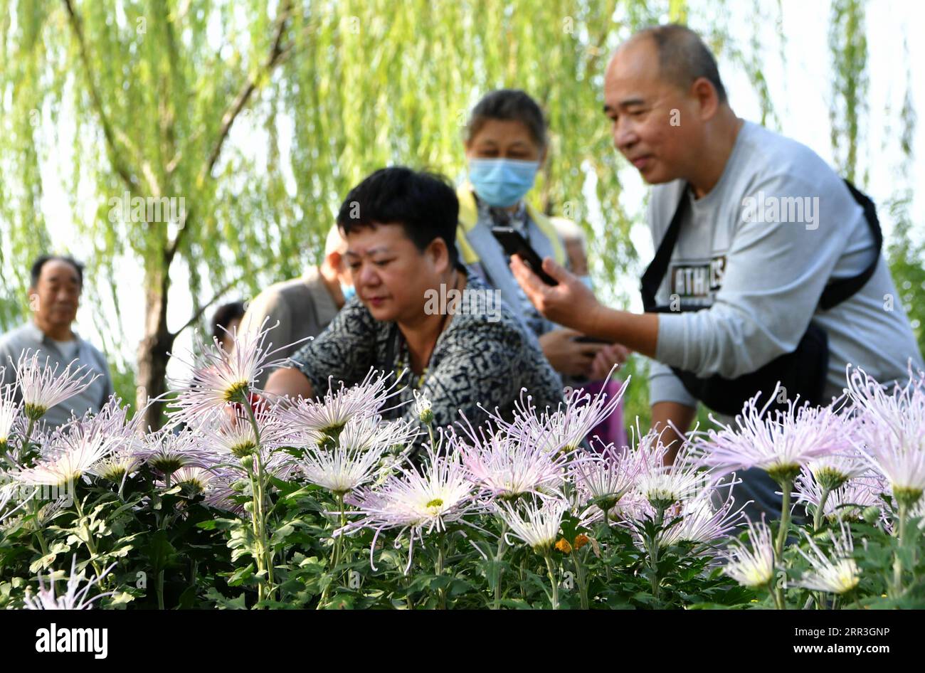 201103 -- FUZHOU, Nov. 3, 2020 -- People take photos of chrysanthemums at an exhibition in Fuzhou, capital of southeast China s Fujian Province, Nov. 3, 2020. More than 1,000 varieties of over 20,000 pots chrysanthemums are displayed in an exhibition at the West Lake Park here on Tuesday.  CHINA-FUJIAN-CHRYSANTHEMUMS-EXHIBITION CN WeixPeiquan PUBLICATIONxNOTxINxCHN Stock Photo