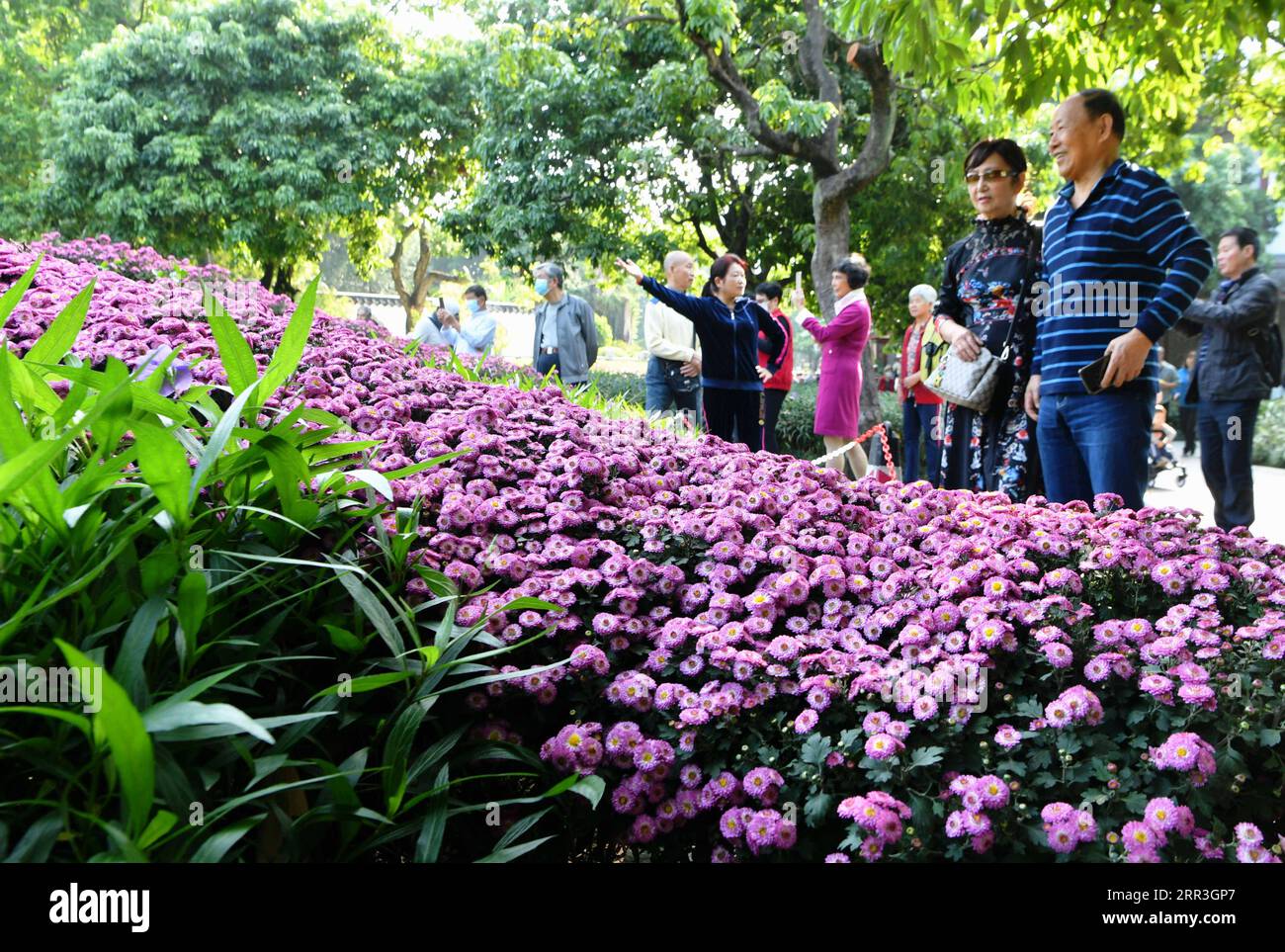 201103 -- FUZHOU, Nov. 3, 2020 -- People enjoy the chrysanthemums at an exhibition in Fuzhou, capital of southeast China s Fujian Province, Nov. 3, 2020. More than 1,000 varieties of over 20,000 pots chrysanthemums are displayed in an exhibition at the West Lake Park here on Tuesday.  CHINA-FUJIAN-CHRYSANTHEMUMS-EXHIBITION CN WeixPeiquan PUBLICATIONxNOTxINxCHN Stock Photo