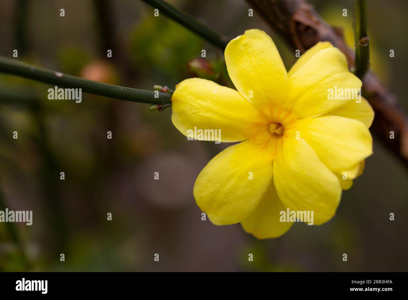 Primrose Jasmine or Jasminum mesnyi, bright yellow flowers, close up. Japanese or Chinese jasmines is woody vine, deciduous shrub, evergreen, flowerin Stock Photo