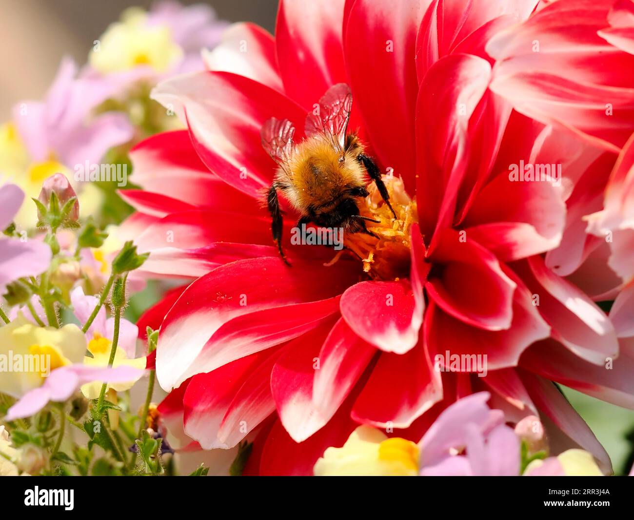 Macro of bumblebee (Bombus) and foraging on red dahlia in French garden ...