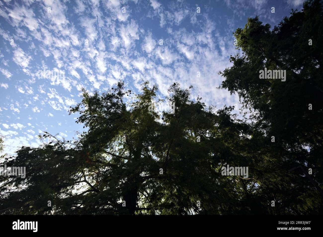 Pine trees framing a sunset sky with clouds Stock Photo - Alamy