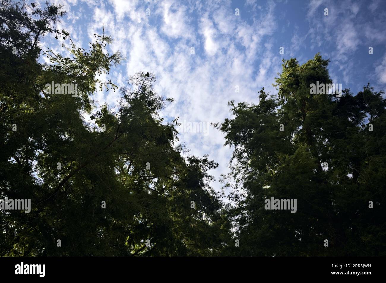 Pine trees framing a sunset sky with clouds Stock Photo - Alamy