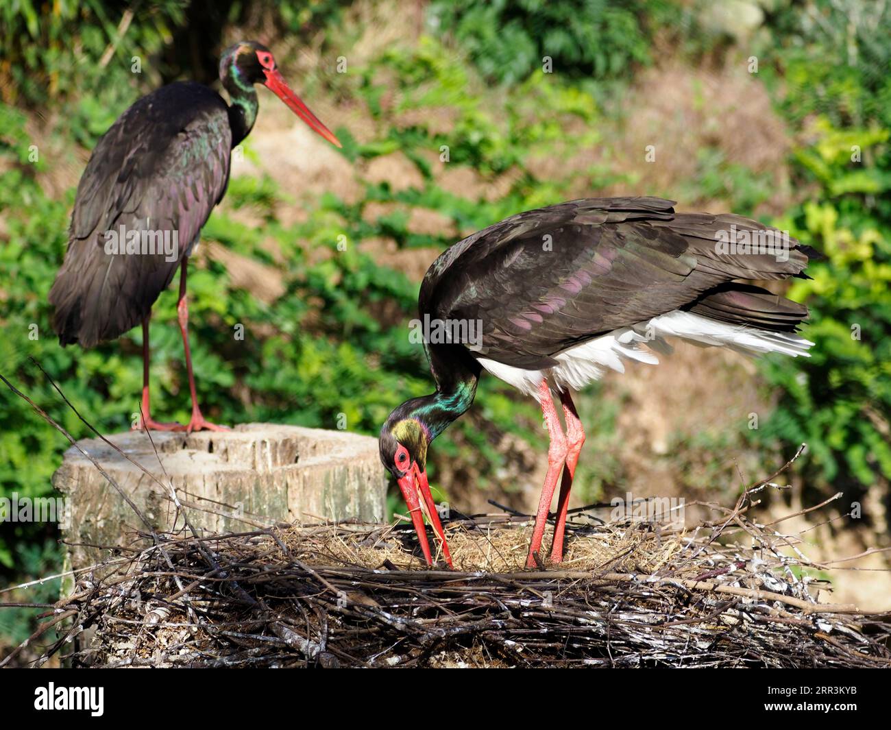 Black stork (Ciconia nigra) on its nestling Stock Photo