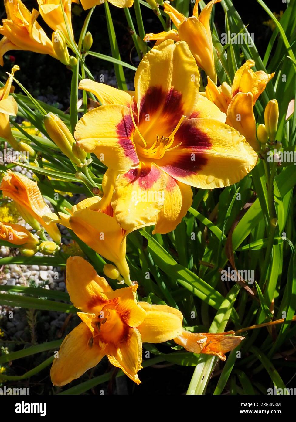 Closeup of yellow daylilies (hemerocallis) with the stamens Stock Photo