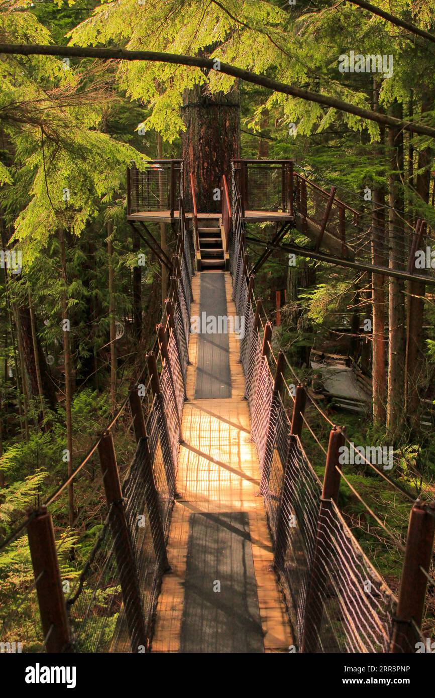 While doing the Treetops Adventure at the Capilano Suspension Bridge Park in Vancouver I felt like a kid again. Stock Photo