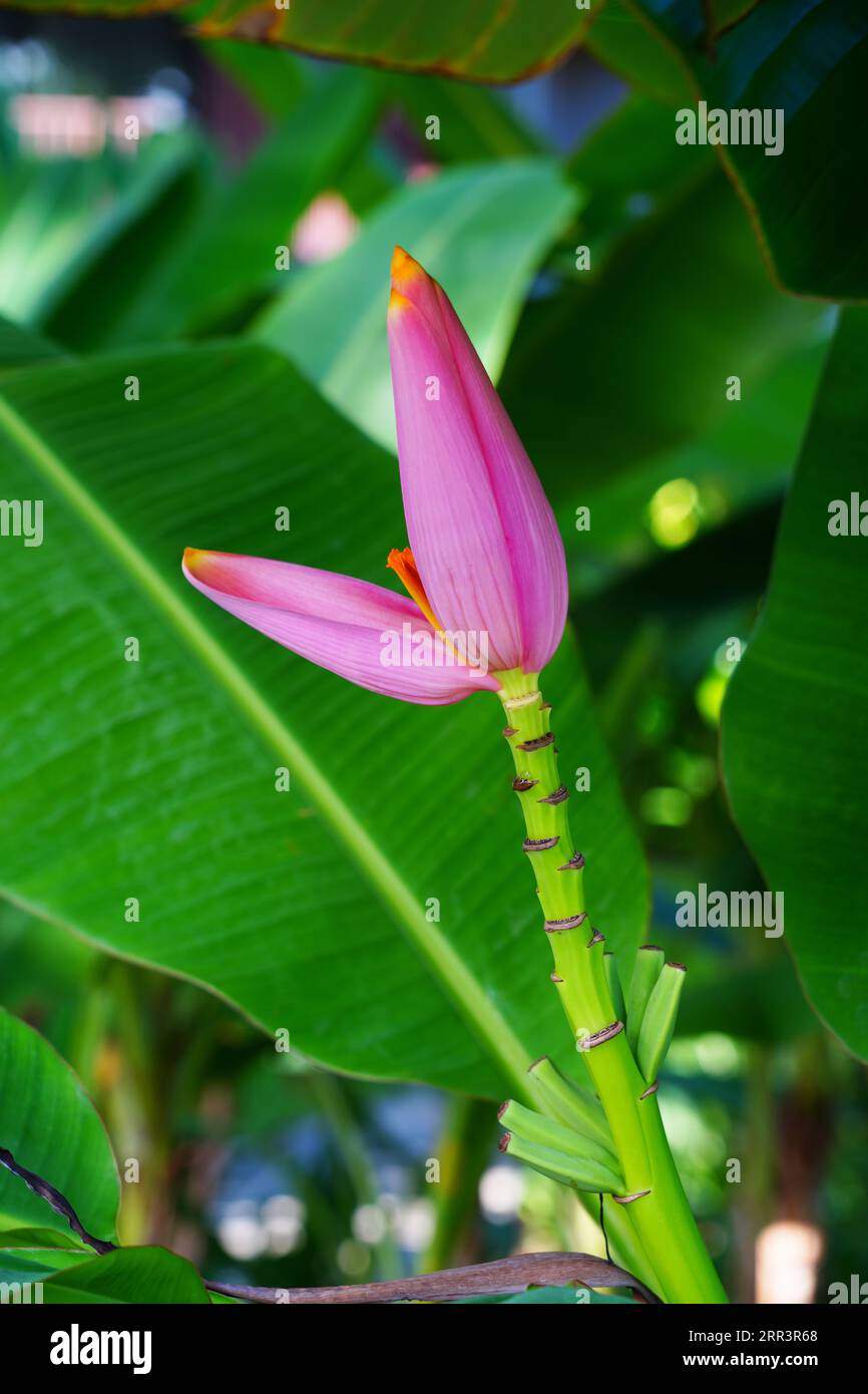A Pink Flowering Banana flower (Musa Ornata) growing in Thailand Stock Photo
