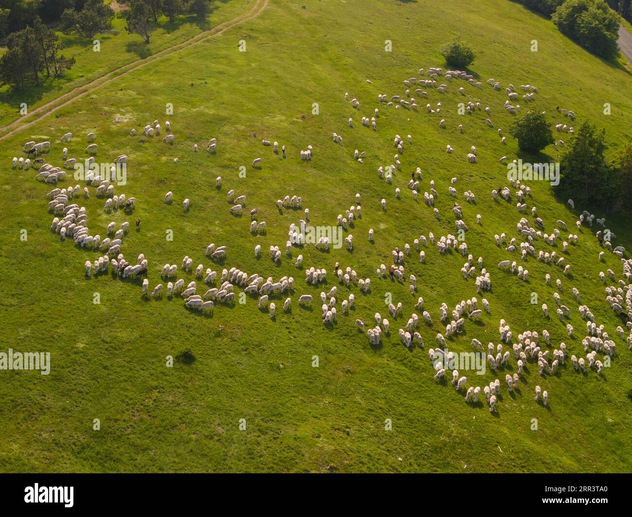 aerial view Flock of sheep on Mount Aigoual,weather Station Stock Photo ...