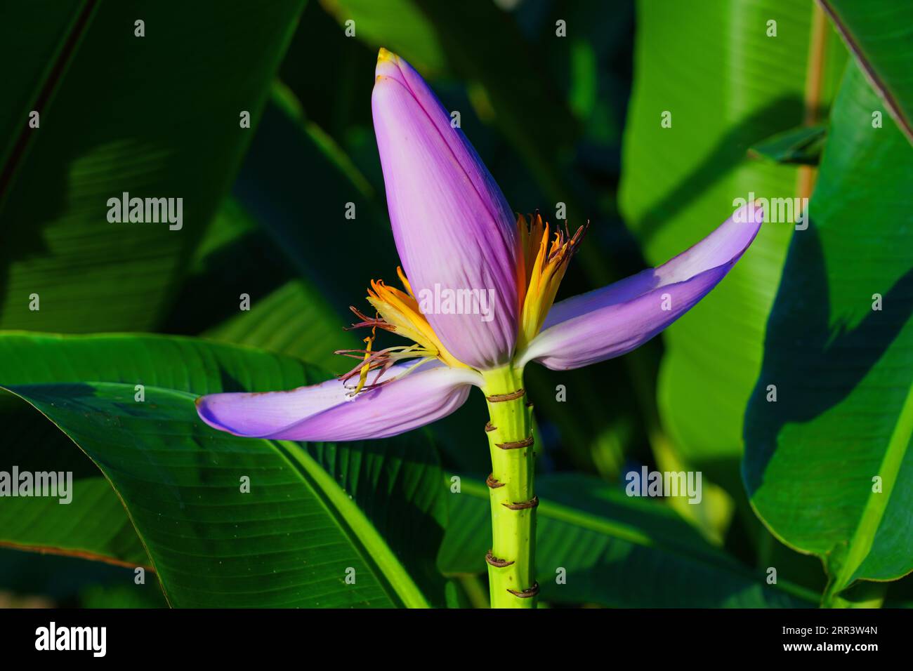 A Pink Flowering Banana flower (Musa Ornata) growing in Thailand Stock ...