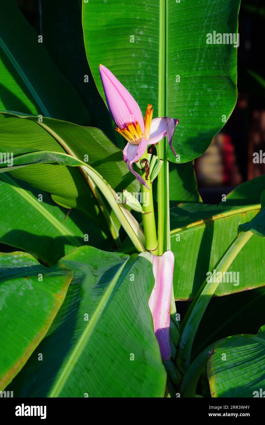 A Pink Flowering Banana flower (Musa Ornata) growing in Thailand Stock Photo