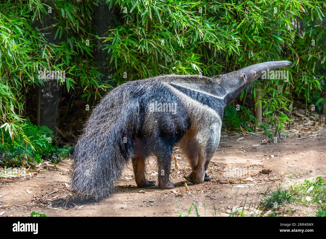 Giant Anteater, Myrmecophaga tridactyla, animal with long tail and log muzzle nose Stock Photo
