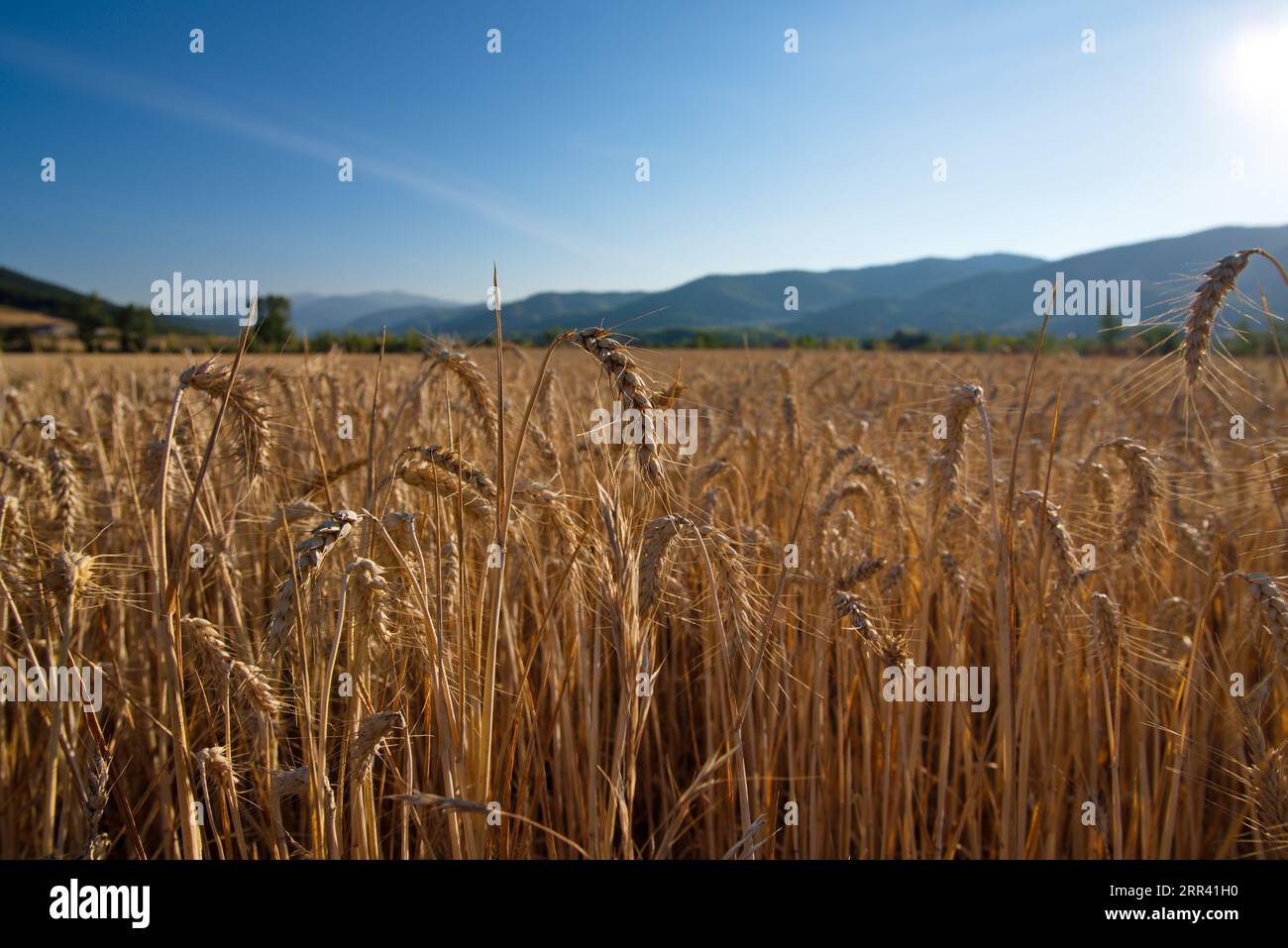 Campos de trigo hi-res stock photography and images - Alamy