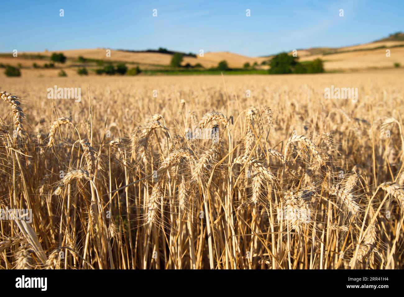 Campos de cereales de cereales hi-res stock photography and images - Alamy