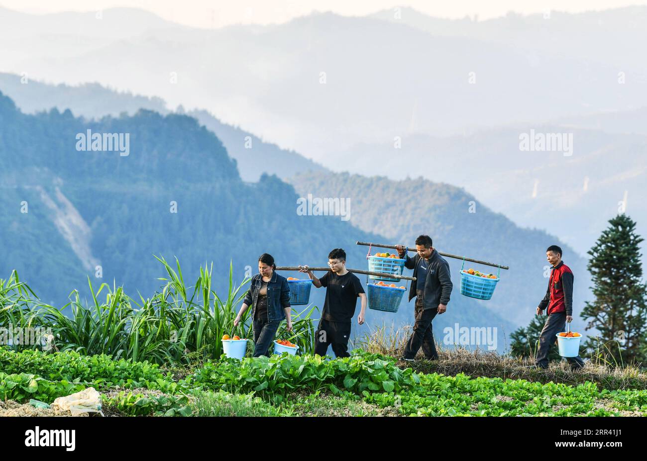 201117 -- BEIJING, Nov. 17, 2020 -- Liu Ying 1st L, He Changle 2nd L and village officers help carry melons planted by villagers in Dongqin Village, Congjiang County of southwest China s Guizhou Province, Nov. 11, 2020. Located in the area of the Yueliang Mountain, Congjiang County is one of the nine counties in Guizhou that still fight against poverty. After graduating from college, He Changle, joined his mother Liu Ying, became poverty relief assistant in Dongqin Village of Congjiang County at the end of 2019. They help and encourage each other in work and become models in the poverty relief Stock Photo