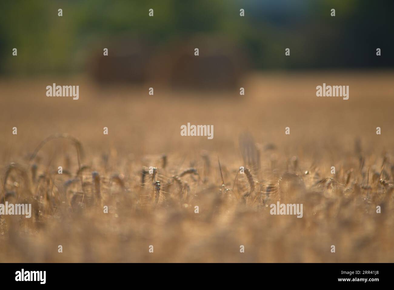 Campos de cereales de cereales hi-res stock photography and images - Alamy