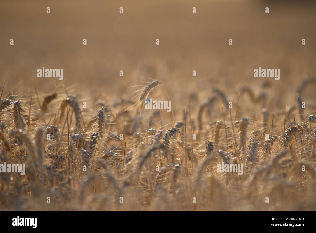 Campos de trigo hi-res stock photography and images - Alamy